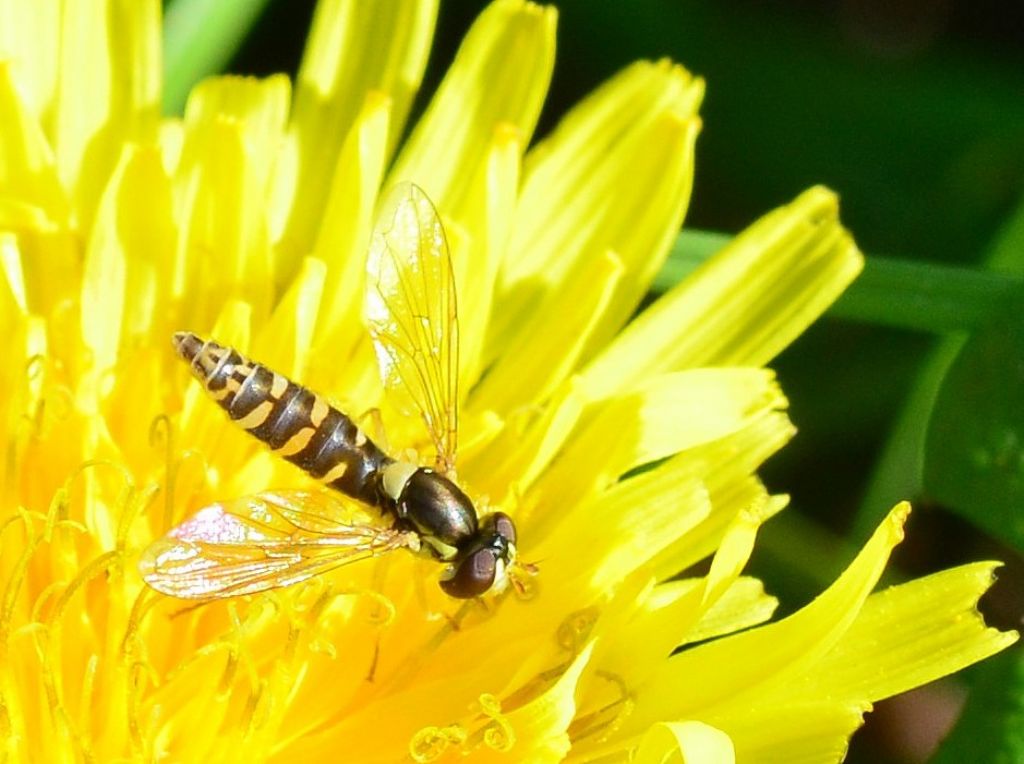 Syrphidae LSC5 - da ID